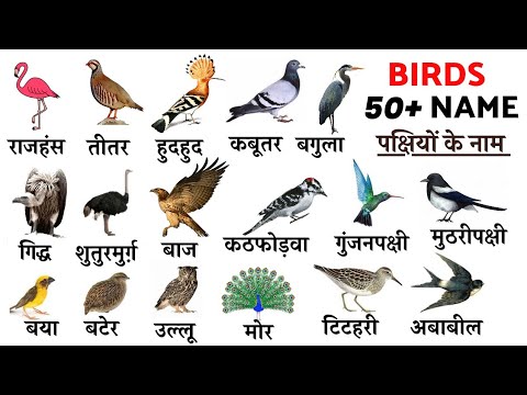 पक्षियों के नाम | 100 Birds Name in Hindi and English